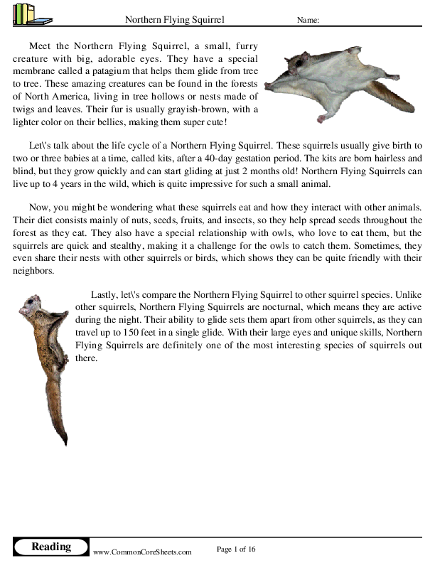  - northern-flying-squirrel worksheet