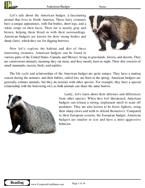  - american-badger worksheet