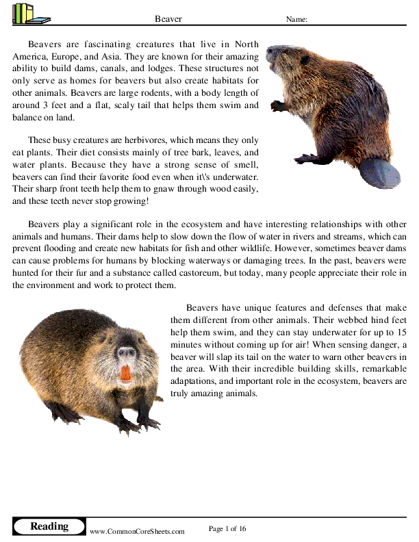 Beaver Worksheet Download