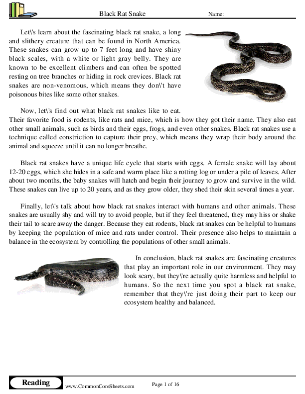  - black-rat-snake worksheet