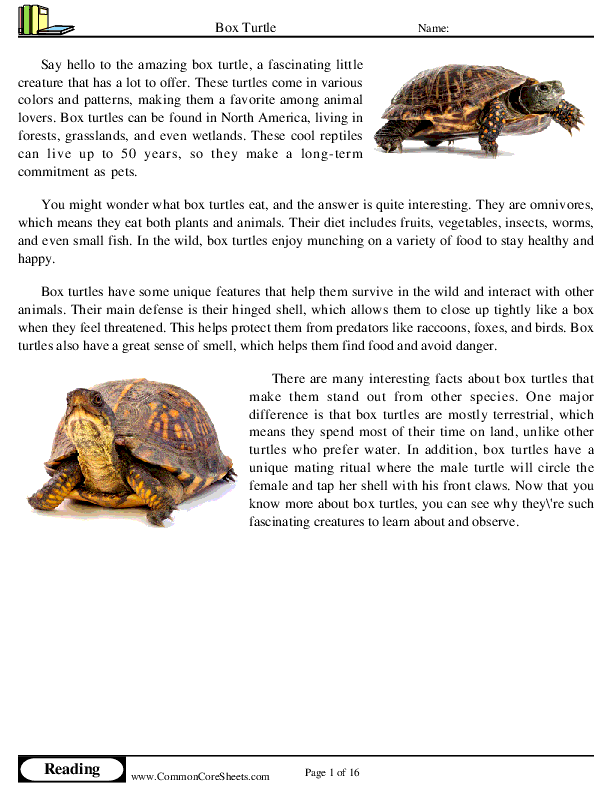  - box-turtle worksheet