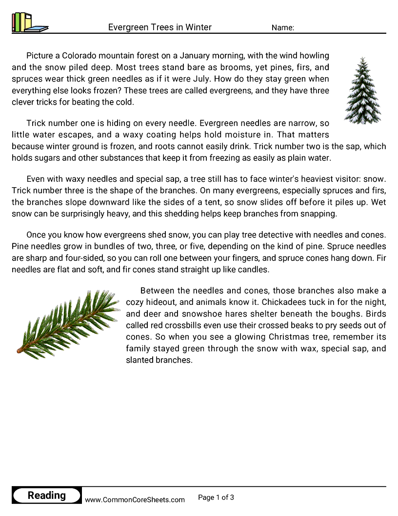 4th Grade 25 Days of Christmas Reading - Evergreen Trees in Winter worksheet