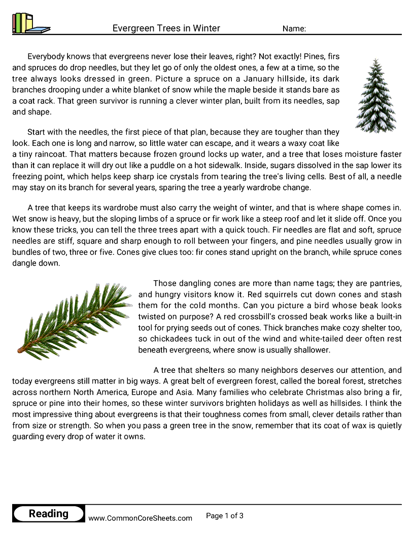 6th Grade 25 Days of Christmas Reading - Evergreen Trees in Winter worksheet